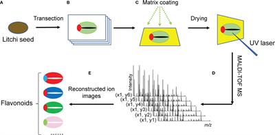Visualizing the distribution of flavonoids in litchi (Litchi chinenis) seeds through matrix-assisted laser desorption/ionization mass spectrometry imaging
